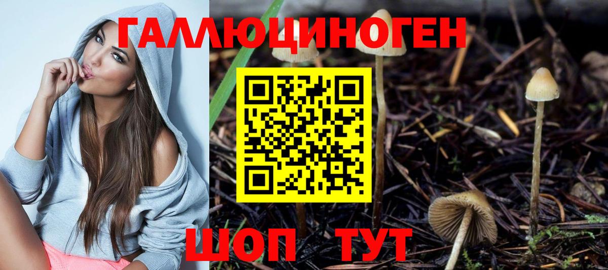 Псилоцибиновые грибы Psilocybe Домодедово